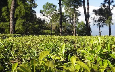 Kausani hotels,Hotels in Kausani,Best hotels in Kausani,Luxury hotels in Kausani,Budget hotels in Kausani,Kausani hotel booking,Affordable family hotels in Kausani